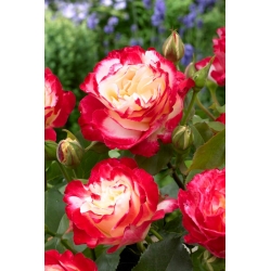 Grootbloemige roos - roze-wit - zaailing in pot - 