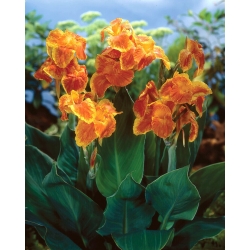 Canna Carnaval - Pack XL - 50 uds.