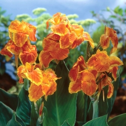 Canna Carnaval - large package! - 10 pcs