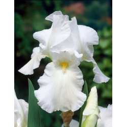 Iris germanica Putih - bebawang / umbi / akar