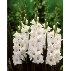Kardvirág fehér - XXL - csomag 5 darab - Gladiolus