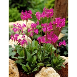 Dodecatheon, Shooting Star Pink - Pack XL - 50 uds.