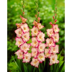 Gladiolus Priscilla - ¡paquete grande! - 50 pcs