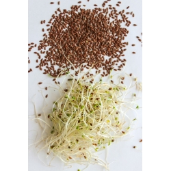 BIO Sprouting seeds - Flax - certified organic seeds; linseed