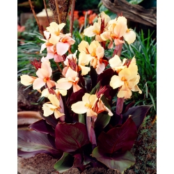 Canna - Angel Martin; Canna lily -  large package! - 10 pcs