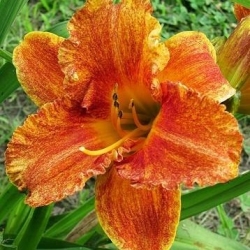 Spacecoast Freaky Tiki daylily - large package! - 10 pcs