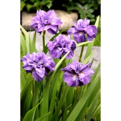 Dubbelbloemige Siberische iris - Imperial Opal; Siberische vlag - XL pak - 50 stuks - 