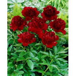 Peony, Paeonia - Red Charm - seedling - large package! - 10 pcs