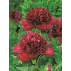 Peony, Paeonia - Red Charm - seedling - large package! - 10 pcs
