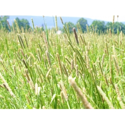 "Kaba" Timothy gräs - 10 kg - 