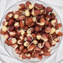 Kiemende zaden met een grote spruit - Rode bonen - 