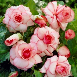 Wit-roze begonia - Picotee Wit - XL pak - 20 stuks - 