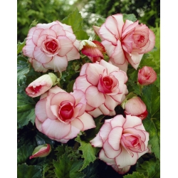 Wit-roze begonia - Picotee Wit - XL pak - 20 stuks - 