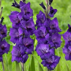Gladiolus - purple blooms - XL Pack 50 pcs of XXL-sized bulbs