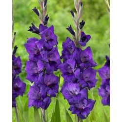 Gladiolas - purpursarkani ziedi - XXXL iepakojumā 250 gab XXL izmēra sīpoli - 