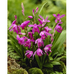 Hiacintes orhideja, Ķīnas zemes orhideja (Bletilla striata) - XL iepakojumā - 50 gab. - 