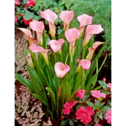 Pink arum lily; pink calla, red calla lily - XL pack - 50 pcs