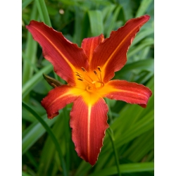 Autumn Red daylily - large package! - 10 pcs