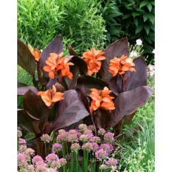 Canna lily - Happy Wilma -  large package! - 10 pcs
