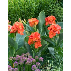 Canna lily - Happy Cleo - pacote XL - 50 unidades