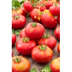 "Janko F1" Tomate - für Feld- und Gewächshausanbau - 