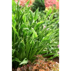 Praying Hands hosta, plantain lily - large package! - 10 pcs