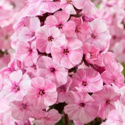 Picasso fall phlox - large package! - 10 pcs