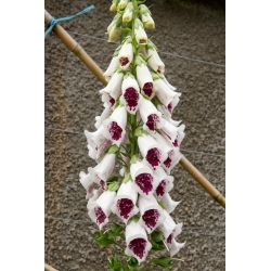 Vanlig fingerborgsblomma - vit-crimson blommor - 1 st