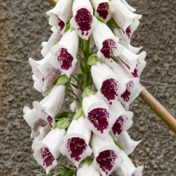 Vanlig revebjelle - hvit-karmosinrøde blomster - 1 stk