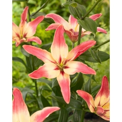 Easy Dream Asiatic lily - large package! - 10 pcs