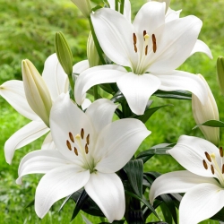 Kent Asiatic lily