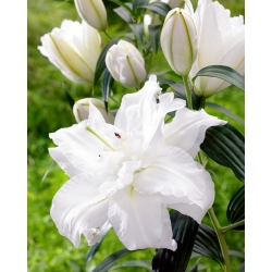 Bowl of Beauty Oriental lily - fragrant, double-flowered