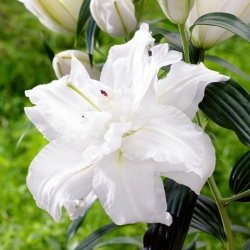Bowl of Beauty Oriental lily - fragrant, double-flowered