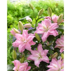 Roselily Editha Oriental lily - fragrant, double-flowered