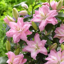 Roselily Editha Oriental lily - fragrant, double-flowered