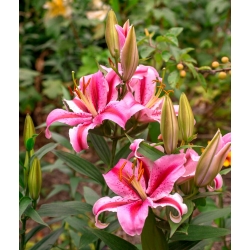 Jaybird Oriental lilja - tuoksuva