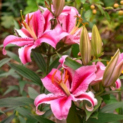 Jaybird Oriental lily - fragrant