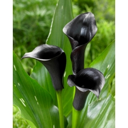 Musta calla lilja (Zantedeschia)