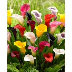 Calla lily colour selection