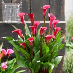 Red Charm calla lily (Zantedeschia) - lielais iepakojums! - 10 gab.