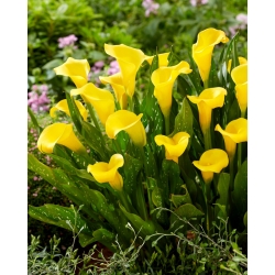 Sunclub calla lily (Zantedeschia) - large package! - 10 pcs