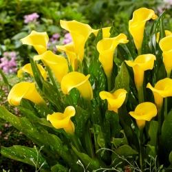 Sunclub calla lily (Zantedeschia) - 
