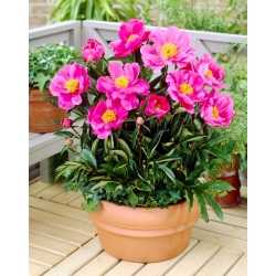 Dancing Butterfly peony - seedlings - large package! - 10 pcs