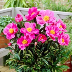 Dancing Butterfly peony - seedlings - large package! - 10 pcs
