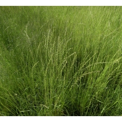 Ray-grass annuel Westerwold "4N Koga" - 5 kg - 
