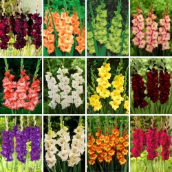 Set foarte mare - 60 de bulbi de gladiole - o selecție de 12 soiuri cele mai interesante