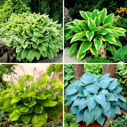 Plantain lily Hosta - a selection of 4 most intriguing varieties