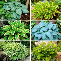 Plantain lily Hosta - a selection of 6 most intriguing varieties