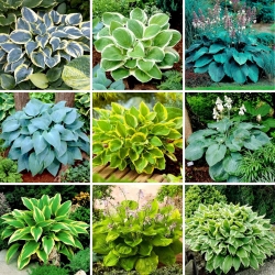 Plantain lily Hosta - a selection of 9 most intriguing varieties