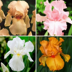Iris - une selection de 4 varietes les plus intrigantes